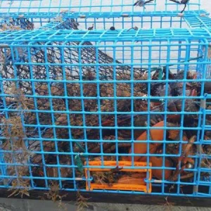welded-wire-mesh-roll-crab-trap